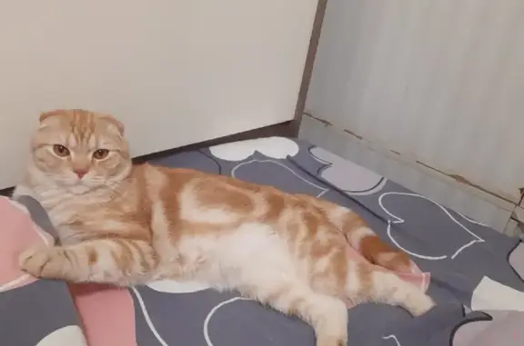 Объявления о пропавших и найденных животных, Киров, фото: Пропал кот на Некрасова 4