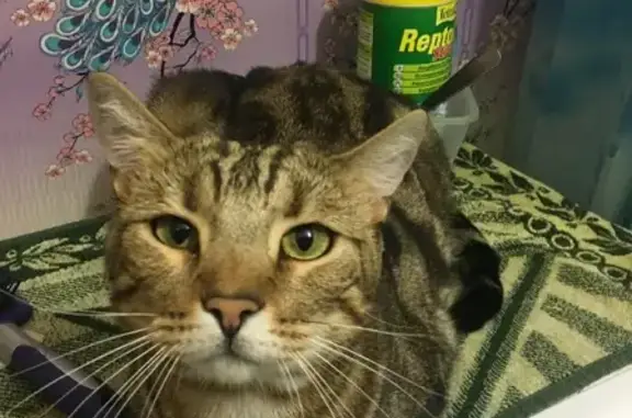 Кошки потеряшки, Ноябрьск, фото: Потеряшка кошка Алекс на ул. Энтузиастов, 51А