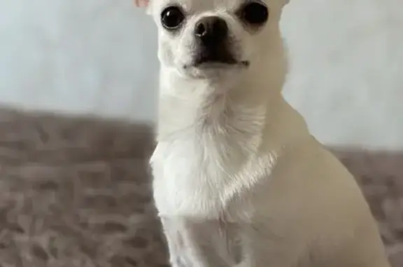 Собаки потеряшки, Смоленск, фото: Потеряшка собака Белого цвета на пр. Гагарина, 39, Смоленск