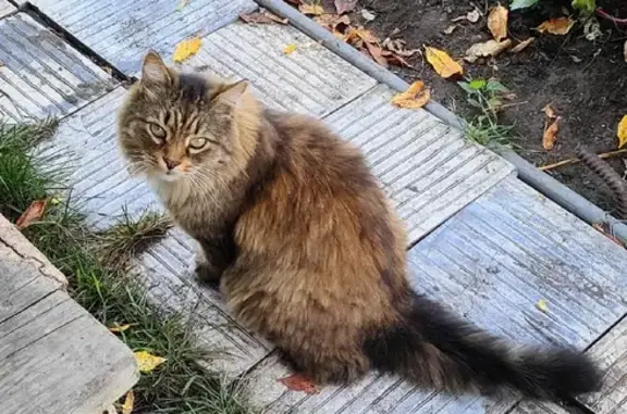 Пропала кошка в Нижнекамске.