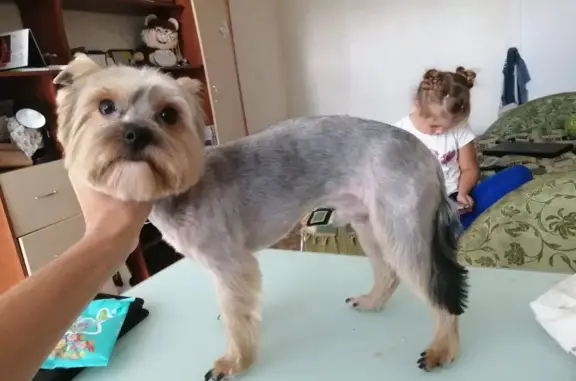 Потерянные животные Нижний Новгород, фото: Пропала собака Фил на ул. Политбойцов, 13 (Н. Новгород)