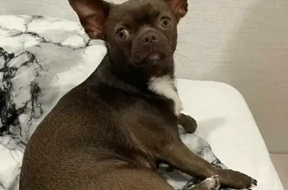 Собаки потеряшки, , фото: Потеряшка собака Чихуахуа на Фиолентовском шоссе.