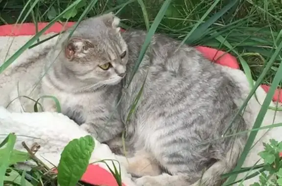 Потерянная шотландская кошка на ул. Ленина, 50