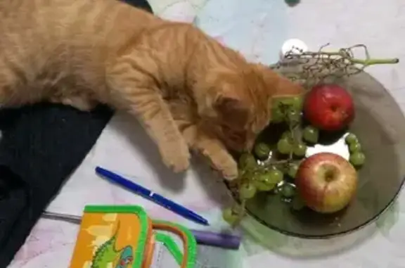 Кошки потеряшки, Омск, фото: Потеряшка рыжая кошка Коржик, Взлётная улица 1А, Омск