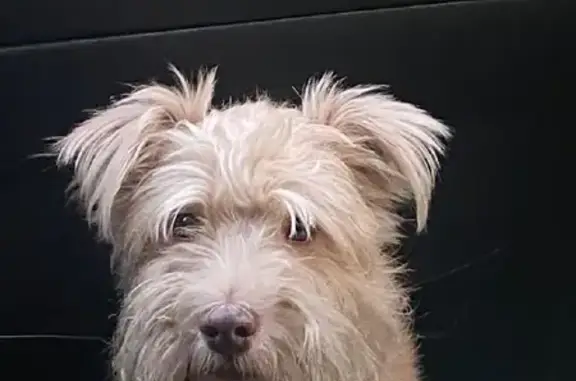 Пропала собака Боба на улице Тухачевского