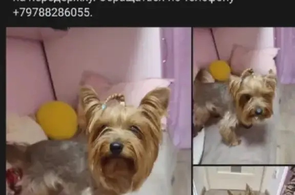 Собака Ерик найдена в Балаклавском округе, Севастополь
