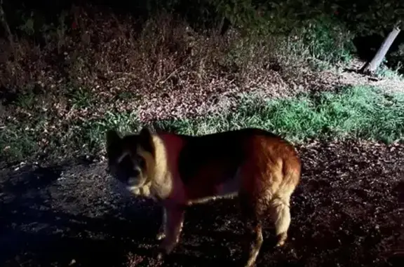 Найдена собака в Усово, Московская область