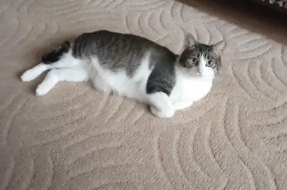 Кошки потеряшки, Ярославль, фото: Потеряшка кошка Джесика на ул. Елены Колесовой 76