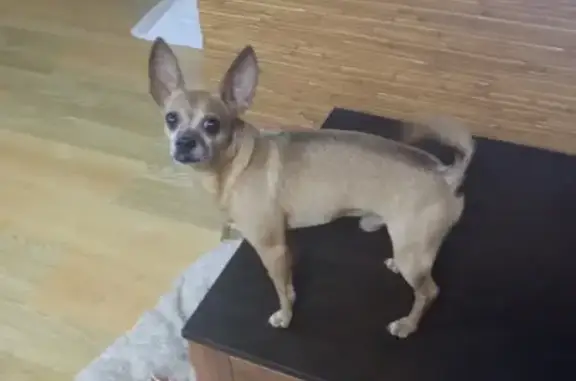 Собаки потеряшки, посёлок Ростовка, фото: Потеряшка собака на Ростовке