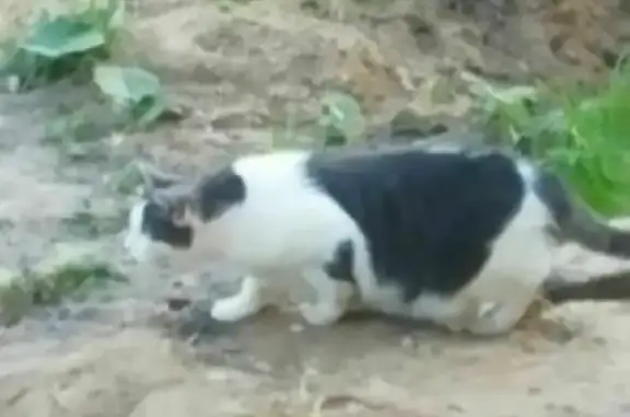 Пропала кошка Маша в Первомайском поселении, Ленинградская область