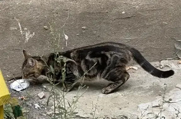 Найден породистый кот на ул. Фрунзе 12А, Тула