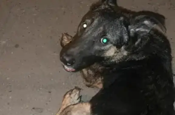 Найден испуганный Пёсик на Северной улице, Краснодар