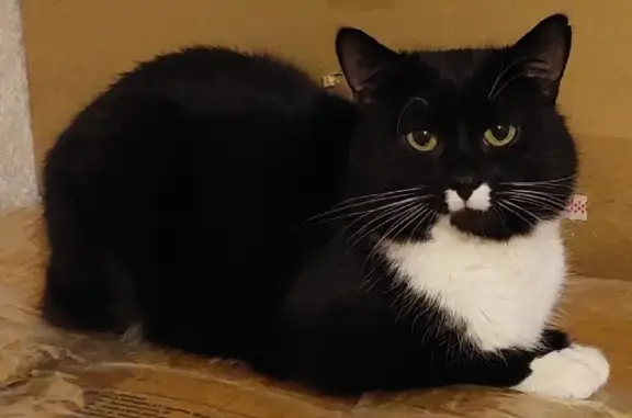 Кошки потеряшки, Ижевск, фото: Потеряшка кошка на ул. Карла Маркса, 442, Ижевск.