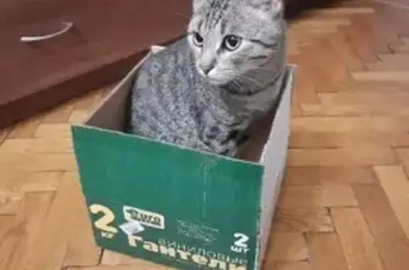 Кошки потеряшки, Москва, фото: Потеряшка кошка Майбах на бульваре Рокоссовского, 23