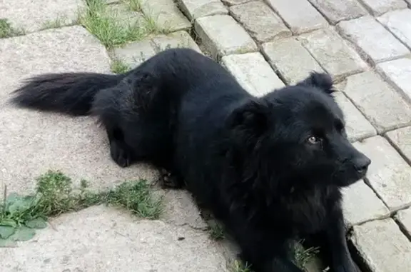 Пропала собака Дружок в Заволжском сельском поселении на М-10
