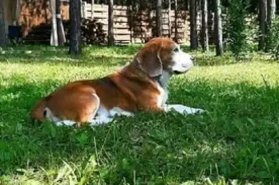 Пропала собака Виля в Емельяновском районе, ошейник 04К-289.