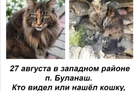 Пропала кошка в Свердловской области