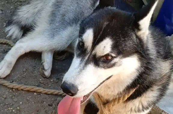 Собака найдена в Омске.