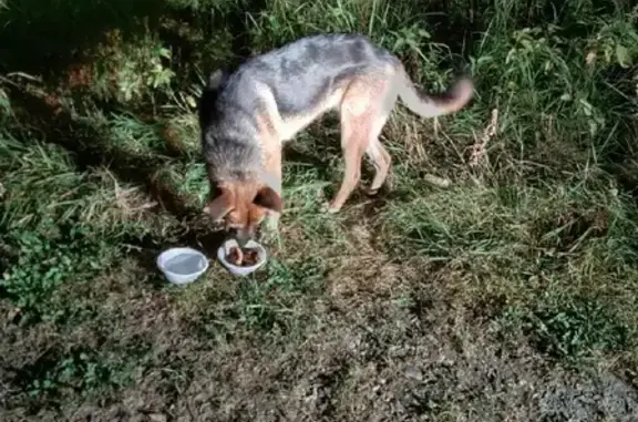 Найдена собака возле кафе в Московской области