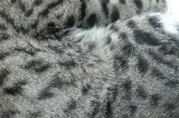 Найден кот на Степной, 39 в Новосибирске