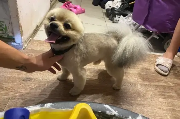 Собаки потеряшки, Москва, фото: Потеряшка собака шпиц Пони в Москве, Большой Тишинский переулок, 26