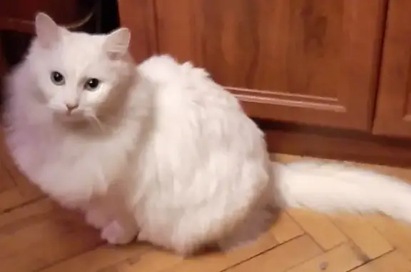 Кошки потеряшки, Санкт-Петербург, фото: Потеряшка пушистая кошка на Ланском шоссе 18 к1, СПб