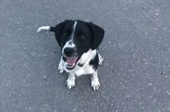 Найдена собака на Озёрской улице, Заречный, Пензенская область