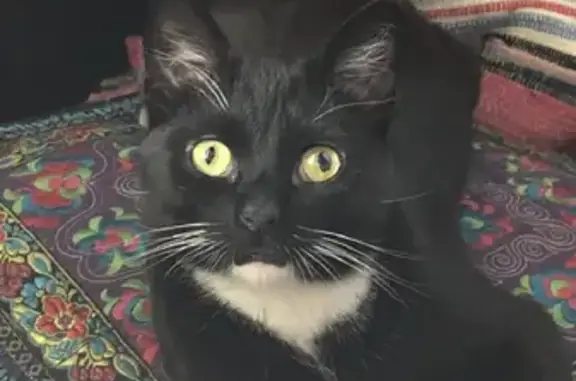 Кошки потеряшки, Санкт-Петербург, фото: Потеряшка кот Мопс, вознесенский проспект, Санкт-Петербург.