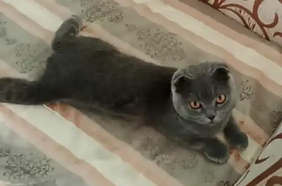 Кошки потеряшки, Удобный, фото: Потеряшка кошка Котик, прямая улица 30, возраст 8 мес.