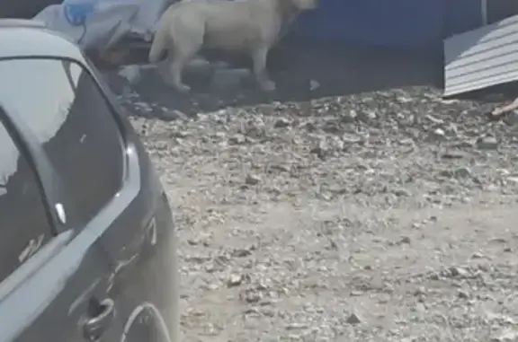 Найдена домашняя собака Белого цвета в Свердловской области