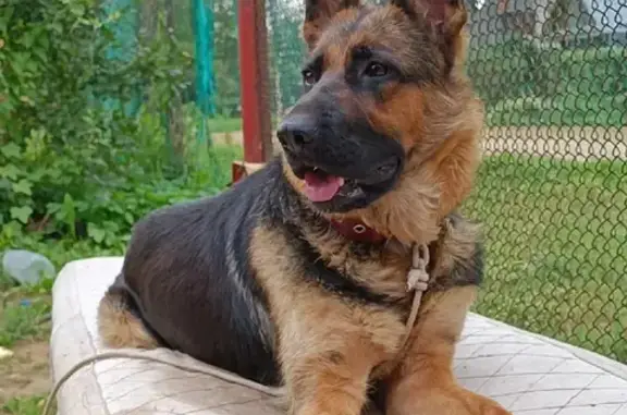 Собака Овчарка найдена в Татищево, Московская область.