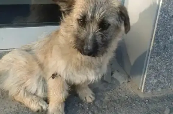 Пропала собака Борода на Социалистической ул. в Вареновке