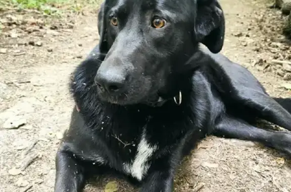 Найдена собака в Боброво, находится в ветклинике Аист Вет на Крымской, 21.