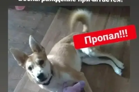 Пропала собака Бро, улица Лазо, Комсомольск-на-Амуре