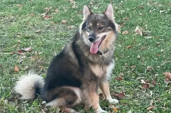 Собаки потеряшки, Москва, фото: Потеряшка мальчик-дворняга Блек на Люблинской, Москва