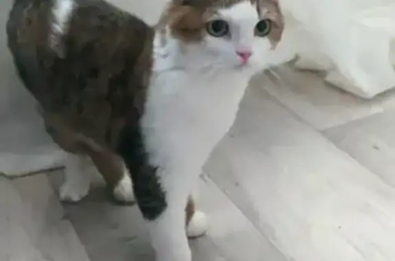 Обезвоженный кот ищет дом в Набережных Челнах
