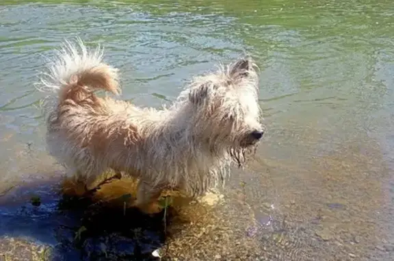 Пропала собака в деревне Невидимка, Пермский край.
