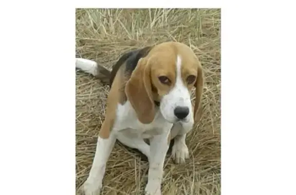 Пропала собака породы бигль в Дрезне, ищем хозяина