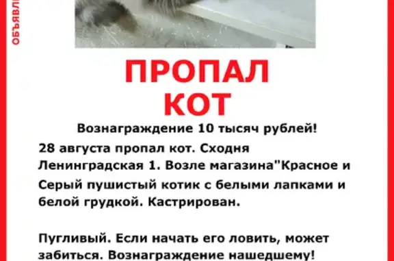 Потерянные животные Химки, фото: Пропала кошка на Ленинградской, Химки, 1