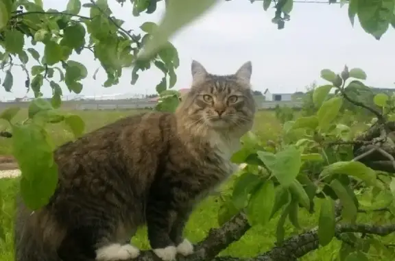 Пропала кошка в СНТ Сокол-2, Хвойный, Ленобласть