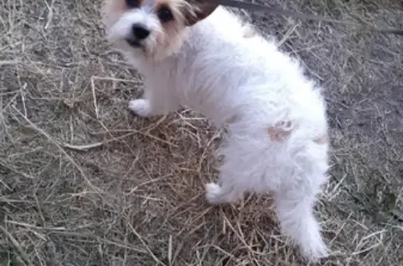 Пропала собака в Каменниках, нужна помощь