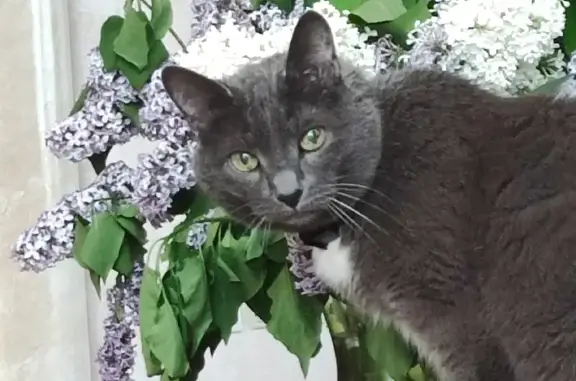 Пропала кошка Тихон, переулок Медведево, 14.