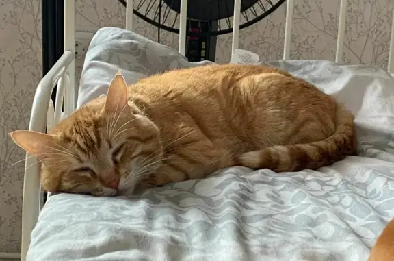 Кошки потеряшки, Санкт-Петербург, фото: Потеряшка кошка на Садовой, 2 в Отрадненском городском поселении