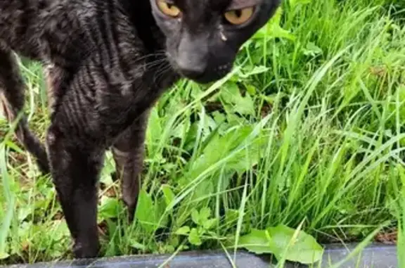 Найдена черная кошка Девон-рекс в Московской области