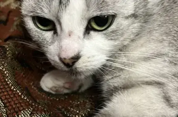 Кошки потеряшки, Санкт-Петербург, фото: Потеряшка кошка Маруся на ул. Седова 77/28, СПб