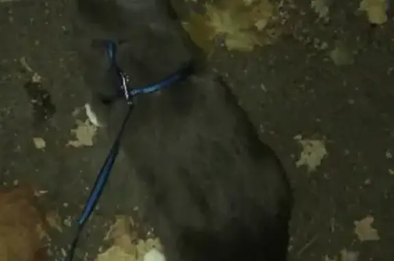 Пропала кошка в Красногорске на Строительном проезде 4