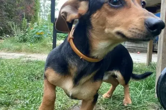 Собака найдена в СНТ Березка, Московская область
