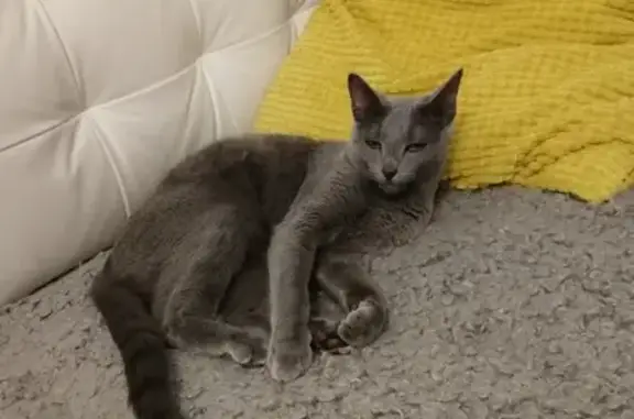 Кошки потеряшки, Санкт-Петербург, фото: Потеряшка русская голубая кошка на Белградской, 54 к1, СПб.