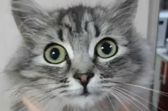 Найдены котята по адресу Киргизка, 25 в Томске