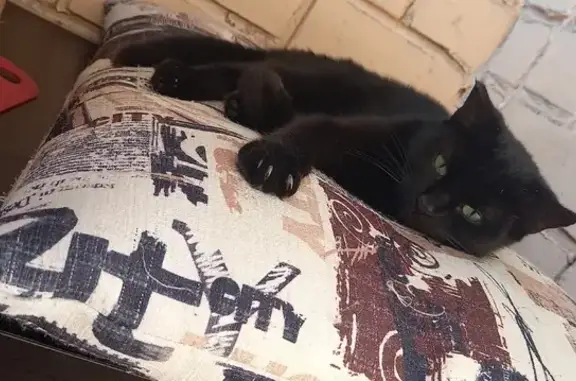 Кошки потеряшки, Киров, фото: Потеряшка кошка Джессика на ул. Мира, 1, Киров